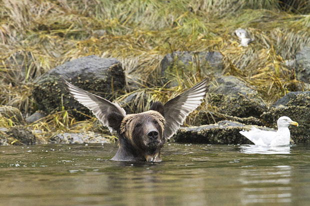 Comedy Wildlife Photography Awards Comedy Wildlife Photography Awards