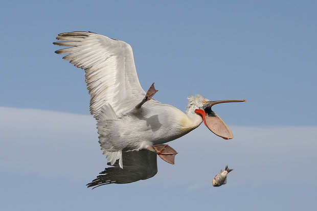 Comedy Wildlife Photography Awards Comedy Wildlife Photography Awards