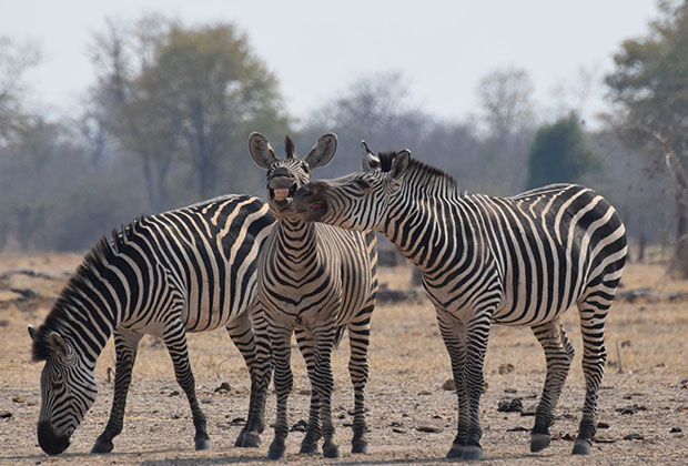 Comedy Wildlife Photography Awards Comedy Wildlife Photography Awards