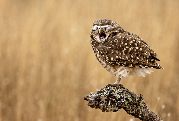 Comedy Wildlife Photography Awards Comedy Wildlife Photography Awards