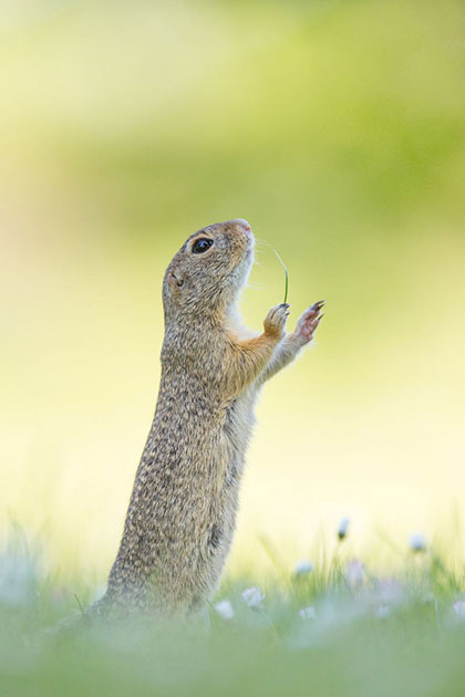 Comedy Wildlife Photography Awards Comedy Wildlife Photography Awards