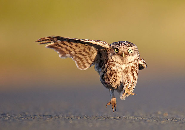 Comedy Wildlife Photography Awards Comedy Wildlife Photography Awards