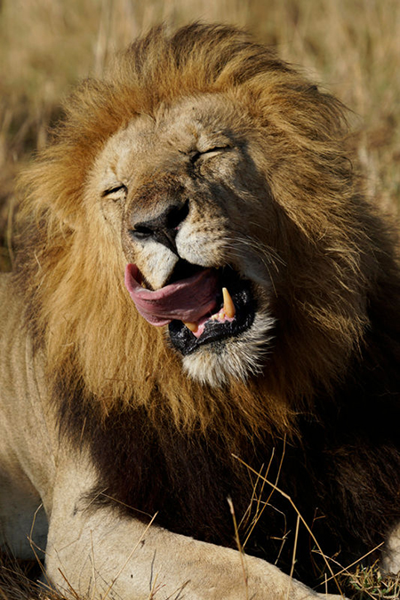 Sony a6500 Sony a6500