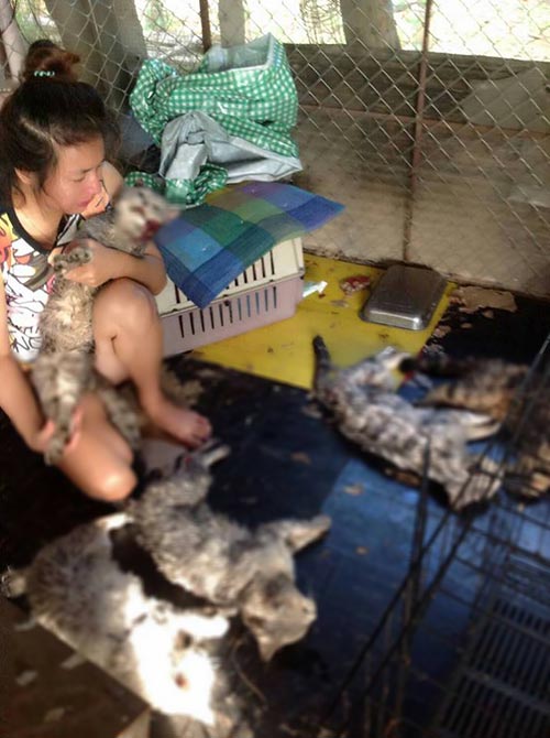แมวถูกหมาเพื่อนบ้านกัดตาย แมวถูกหมาเพื่อนบ้านกัดตาย