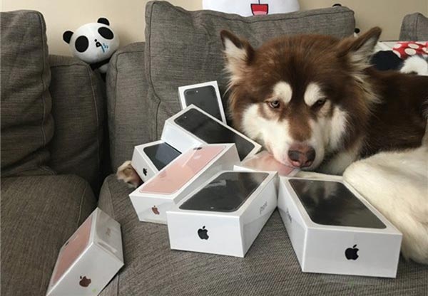 ลูกเศรษฐีจีนซื้อ iPhone 7 ให้หมา ลูกเศรษฐีจีนซื้อ iPhone 7 ให้หมา
