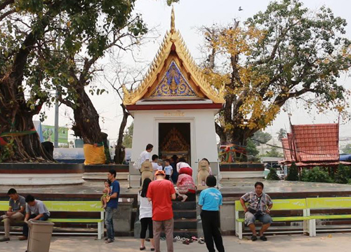 มหาโพธิ์สามเส้า เมืองพิษณุโลก ผลัดใบเป็นสีทอง มหาโพธิ์สามเส้า เมืองพิษณุโลก ผลัดใบเป็นสีทอง