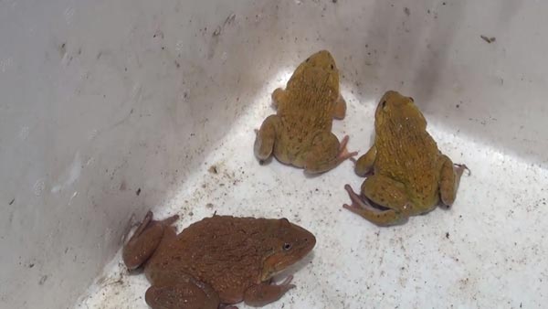 แห่ดูกบสีทองที่ลำปาง ชาวบ้านกราบไหว้ ขอโชคลาภ แห่ดูกบสีทองที่ลำปาง ชาวบ้านกราบไหว้ ขอโชคลาภ