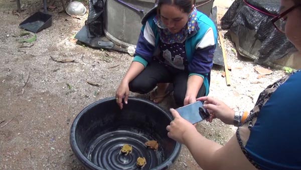 แห่ดูกบสีทองที่ลำปาง ชาวบ้านกราบไหว้ ขอโชคลาภ แห่ดูกบสีทองที่ลำปาง ชาวบ้านกราบไหว้ ขอโชคลาภ