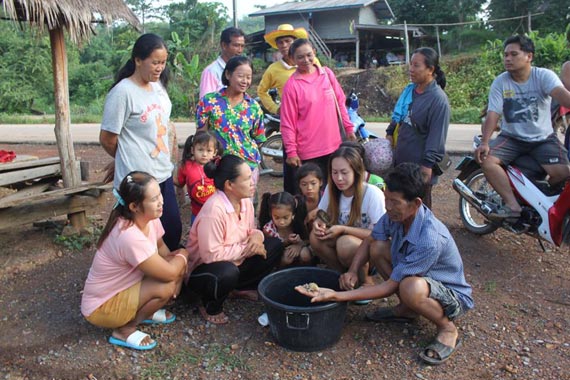 อึ่งทองคำ อึ่งทองคำ
