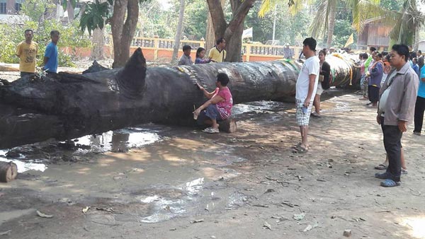 พบตะเคียนยักษ์อายุกว่า 200 ปี จมแม่น้ำยม คนแห่ขอโชคลาภ พบตะเคียนยักษ์อายุกว่า 200 ปี จมแม่น้ำยม คนแห่ขอโชคลาภ