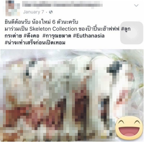 ดราม่าฆ่าแมว ดราม่าฆ่าแมว