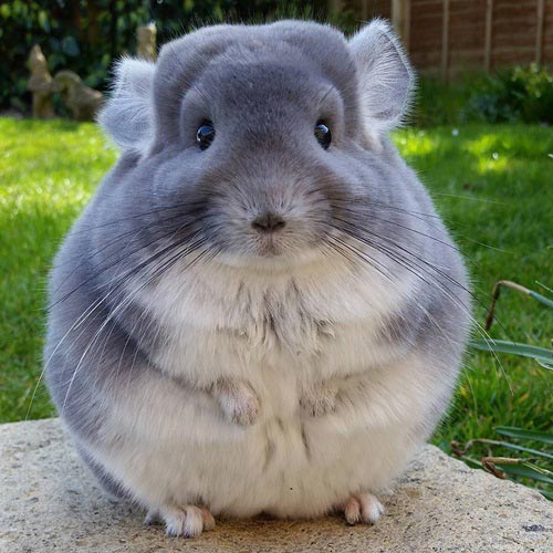 ชินชิล่า Chinchilla ชินชิล่า Chinchilla