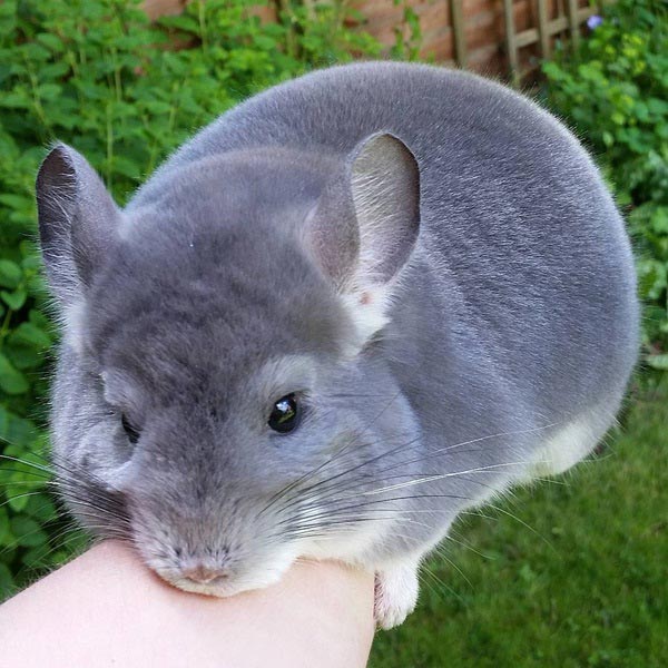 ชินชิล่า Chinchilla ชินชิล่า Chinchilla