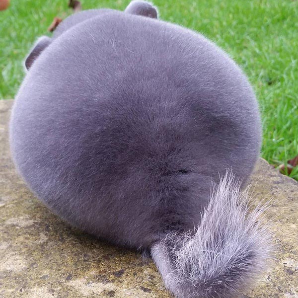 ชินชิล่า Chinchilla ชินชิล่า Chinchilla