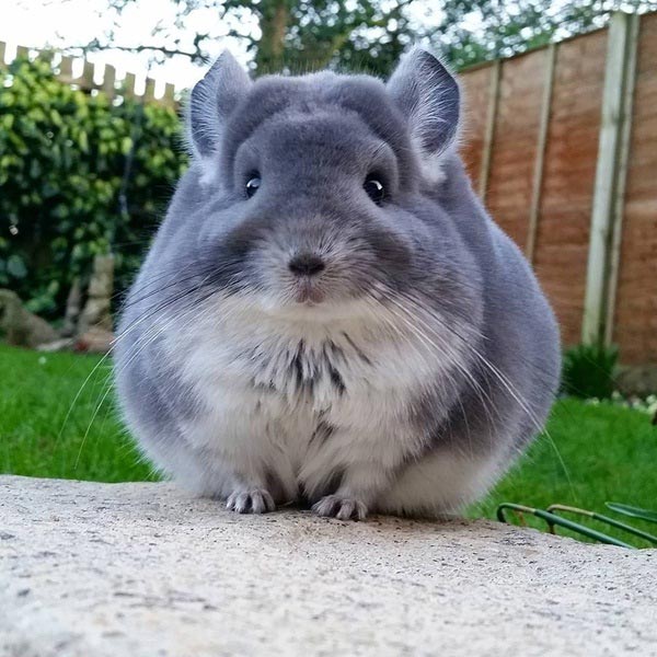 ชินชิล่า Chinchilla ชินชิล่า Chinchilla