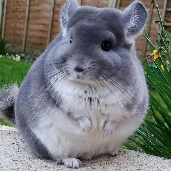 ชินชิล่า Chinchilla ชินชิล่า Chinchilla