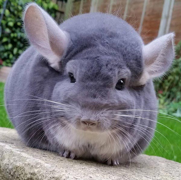 ชินชิล่า Chinchilla ชินชิล่า Chinchilla
