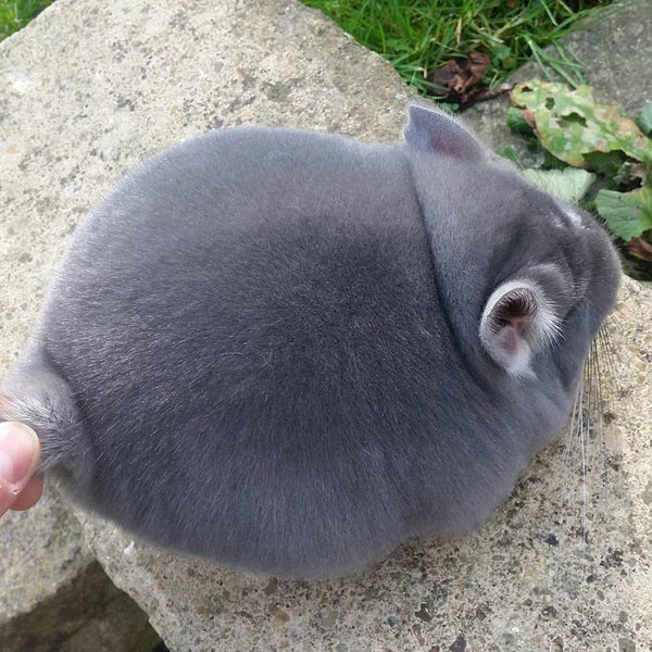 ชินชิล่า Chinchilla ชินชิล่า Chinchilla