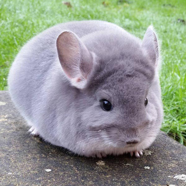 ชินชิล่า Chinchilla ชินชิล่า Chinchilla