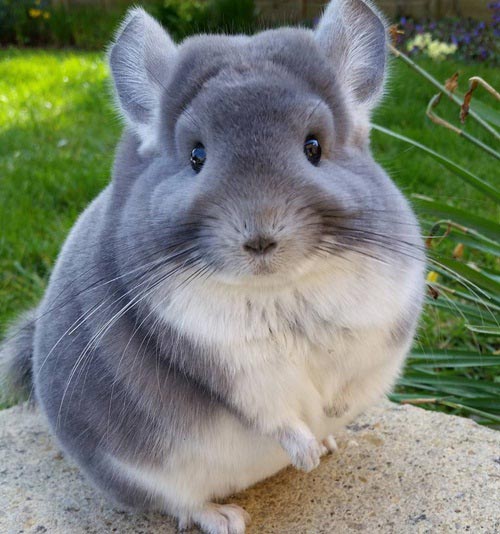 ชินชิล่า Chinchilla ชินชิล่า Chinchilla