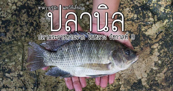 ปลานิล ปลานิล