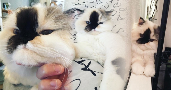 purrfectsmudge purrfectsmudge