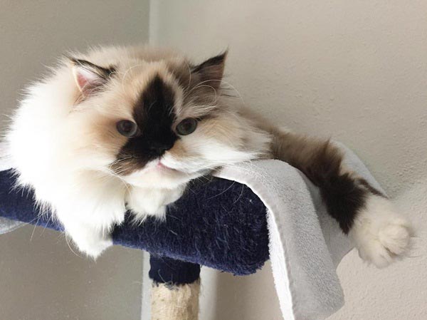 purrfectsmudge purrfectsmudge