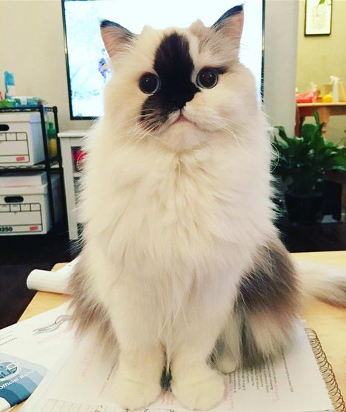 purrfectsmudge purrfectsmudge