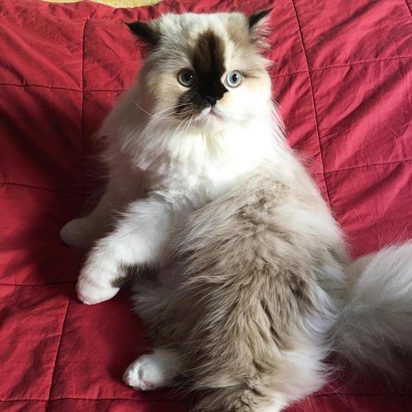 purrfectsmudge purrfectsmudge