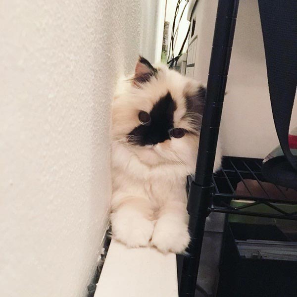 purrfectsmudge purrfectsmudge