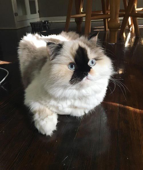 purrfectsmudge purrfectsmudge