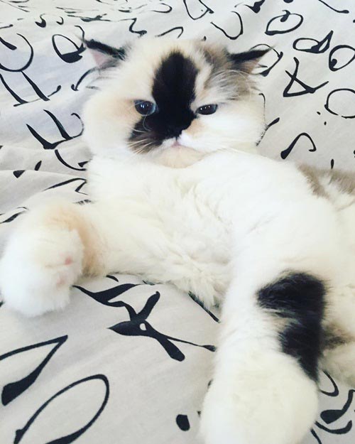 purrfectsmudge purrfectsmudge