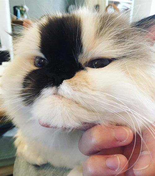 purrfectsmudge purrfectsmudge
