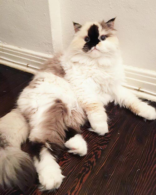 purrfectsmudge purrfectsmudge