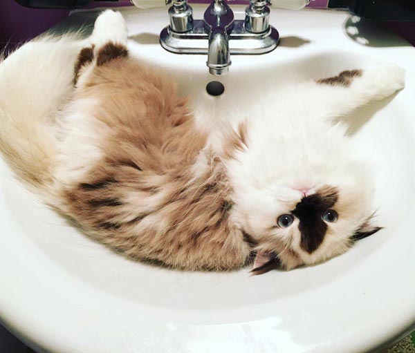 purrfectsmudge purrfectsmudge