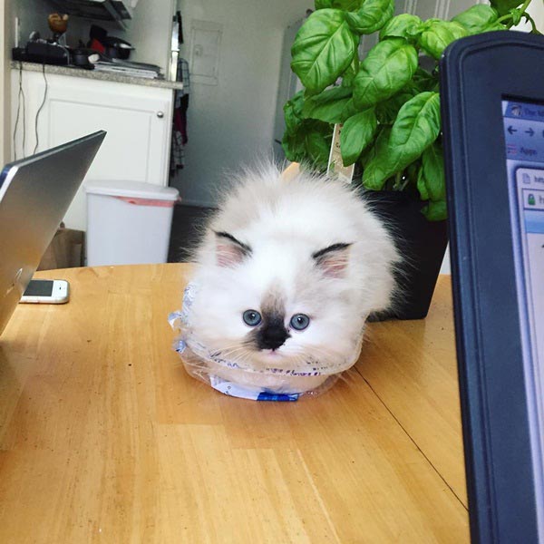 purrfectsmudge purrfectsmudge