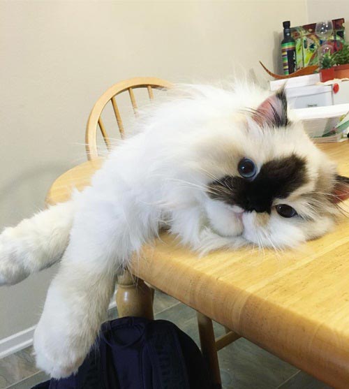 purrfectsmudge purrfectsmudge