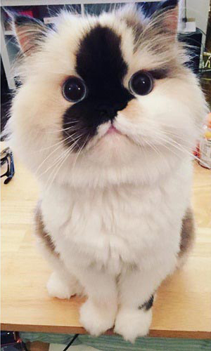 purrfectsmudge purrfectsmudge