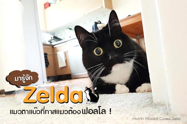 Zelda Zelda