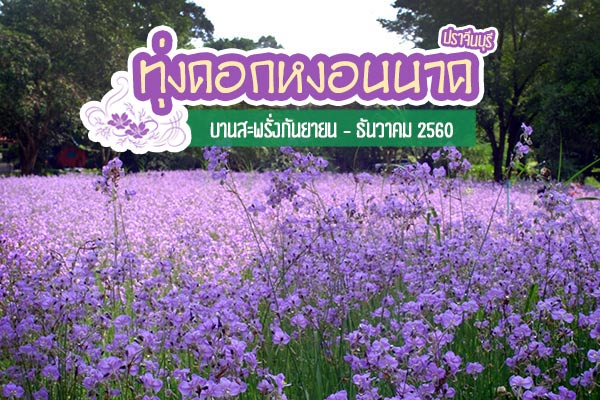 ดอกหงอนนาค ดอกหงอนนาค