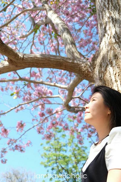 ชมพูพันธุ์ทิพย์ กำแพงแสน ชมพูพันธุ์ทิพย์ กำแพงแสน