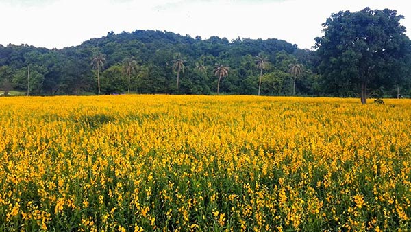 ที่เที่ยวชลบุรี ที่เที่ยวชลบุรี