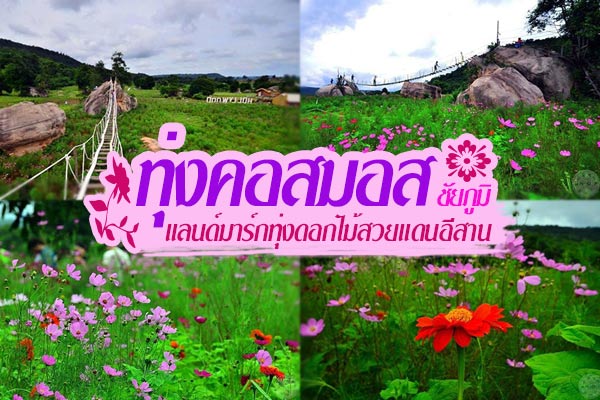 ทุ่งคอสมอส ทุ่งคอสมอส