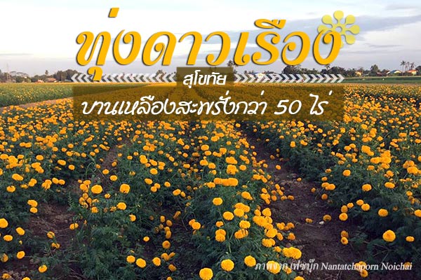 ทุ่งดาวเรืองสุโขทัย ทุ่งดาวเรืองสุโขทัย