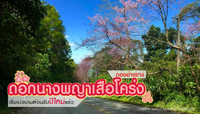ดอกนางพญาเสือโคร่ง ดอกนางพญาเสือโคร่ง