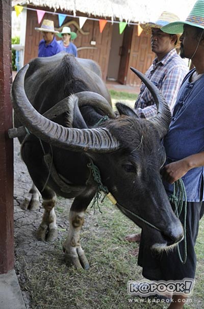 เที่ยวปทุมธานี เที่ยวปทุมธานี