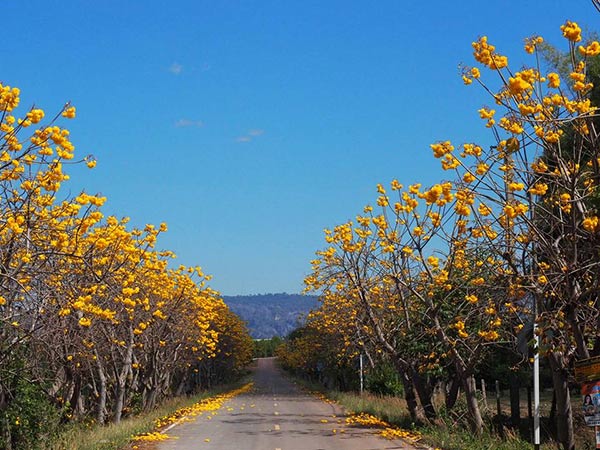 ดอกสุพรรณิการ์ เนินมะปราง ดอกสุพรรณิการ์ เนินมะปราง