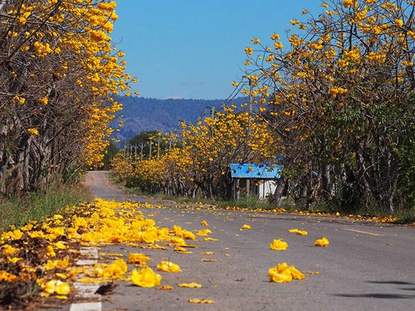ดอกสุพรรณิการ์ เนินมะปราง ดอกสุพรรณิการ์ เนินมะปราง
