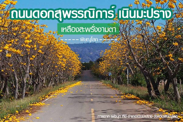 ดอกสุพรรณิการ์ เนินมะปราง ดอกสุพรรณิการ์ เนินมะปราง