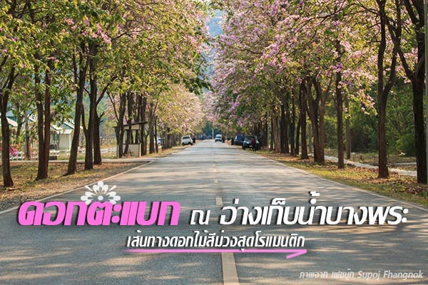 ดอกตะแบก อ่างเก็บน้ำบางพระ ดอกตะแบก อ่างเก็บน้ำบางพระ